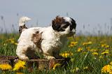 SHIH TZU 279
